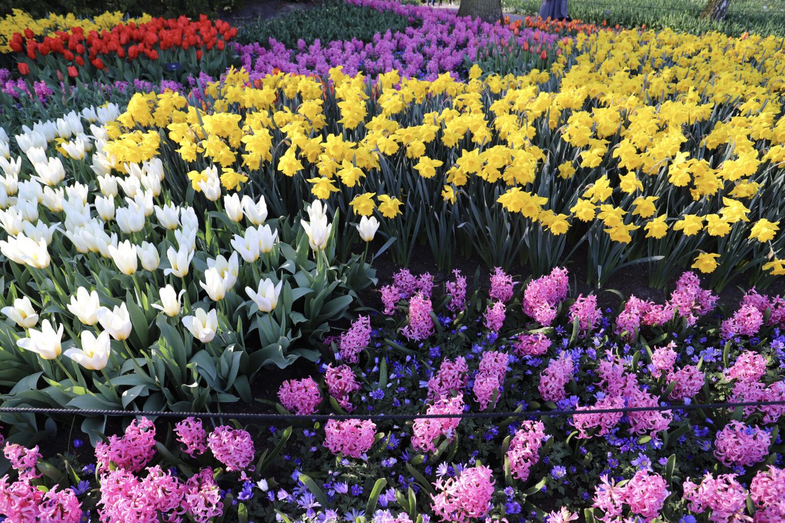 Planting a Spring Bulb Garden: Tips for a Colourful Display - Dainty ...